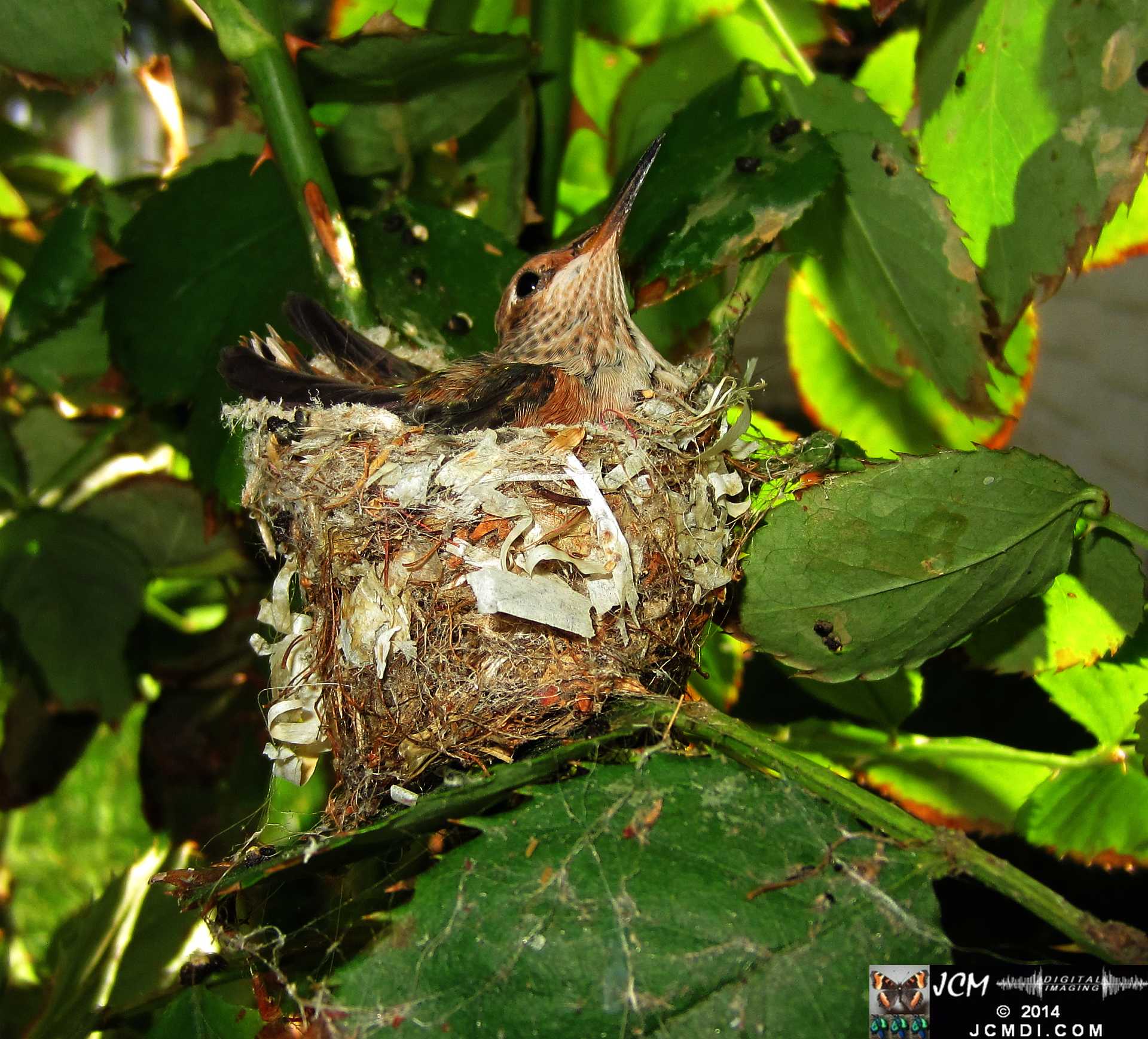 Allens Hummingbird chick and nest image 3-27-2014